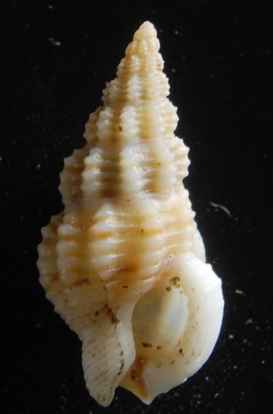 Nassarius vaucheri ??